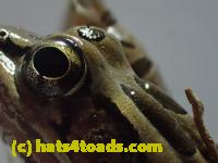 /home//u458753944/public_html/sourcegallery//Roxborough Toad Detour/2013-2019/2017/P3270677.JPG
